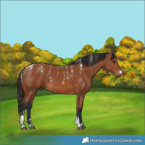 Horse Color:Powder White Bay 