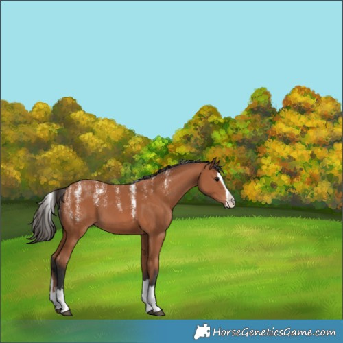 Horse Color:Powder White Bay Splash