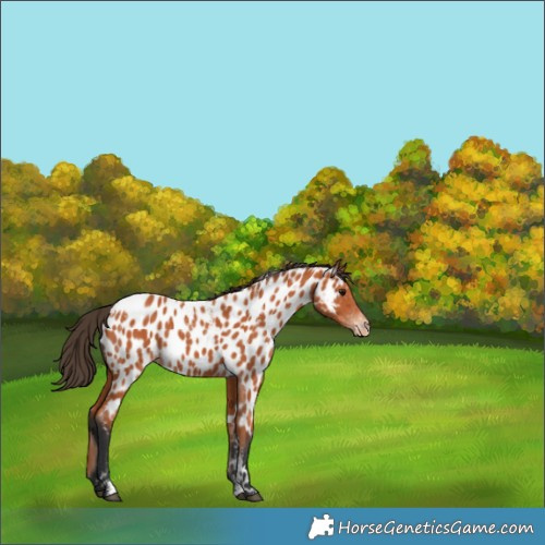 Horse Color:Powder White Bay Appaloosa 
