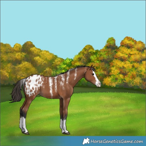 Horse Color:Powder White Bay Splash Appaloosa 