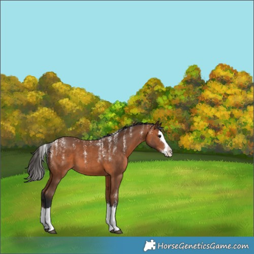Horse Color:Powder White Bay Splash 