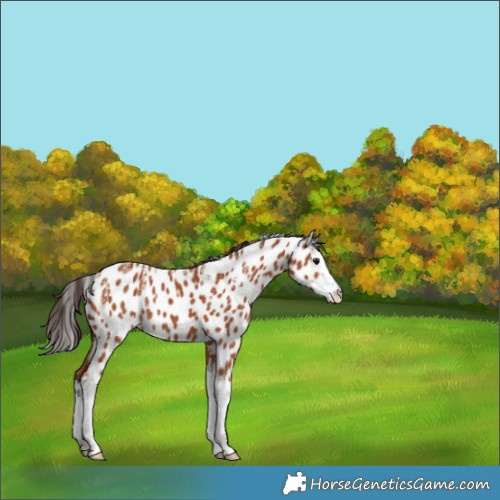 Horse Color:Powder White Bay Splash Appaloosa