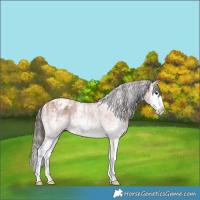 Horse Color:Powder White White Spotted Bay Splash Appaloosa 