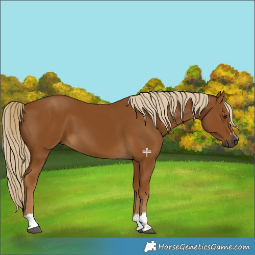 Horse Color:Gray Palomino 