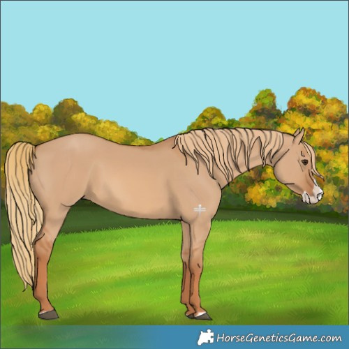 Horse Color:Red Dun Splash 