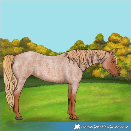 Horse Color:Red Roan 
