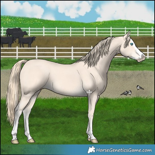Horse Color:Perlino Splash 