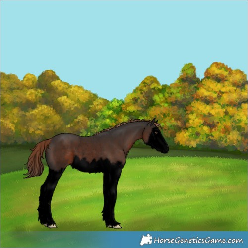 Horse Color:Void Liver Chestnut Splash Rabicano 