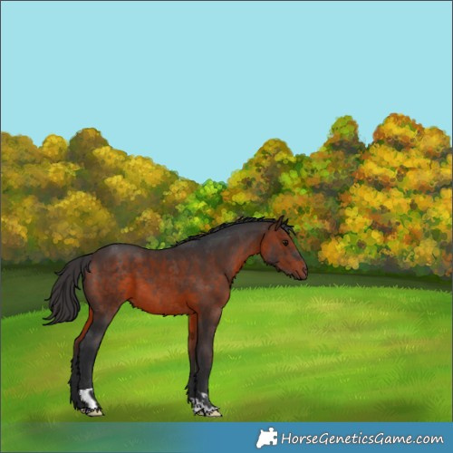 Horse Color:Brown 