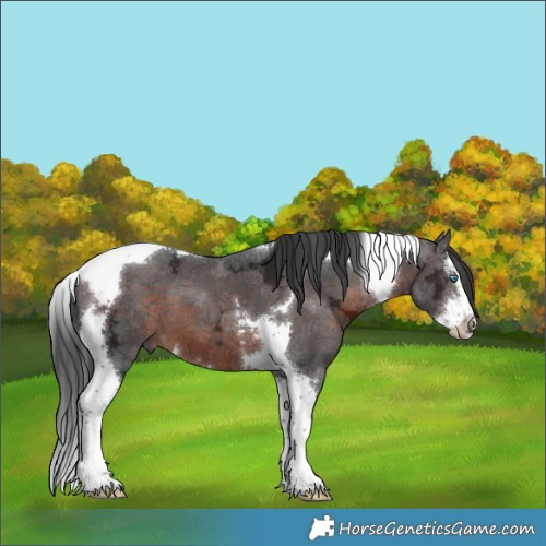 Horse Color:Brown Ice Splash Tobiano 