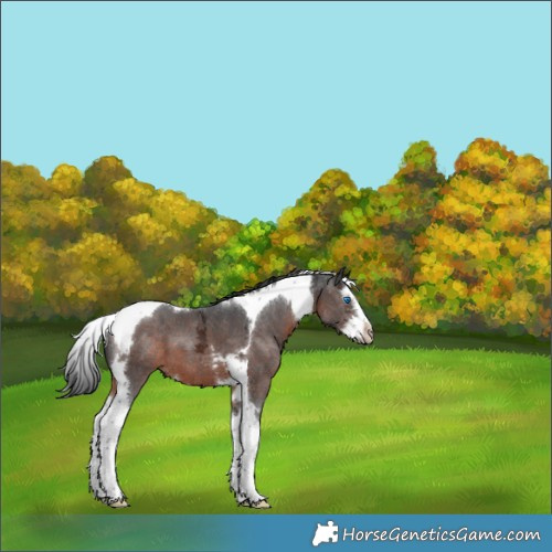 Horse Color:Brown Ice Splash Tobiano 