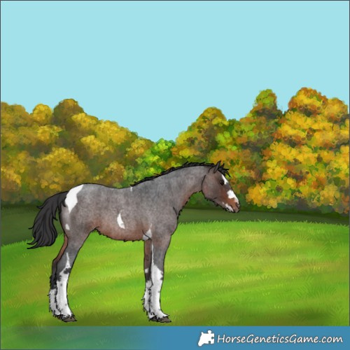 Horse Color:Brown Roan Splash Tobiano Rabicano 