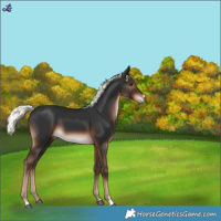 Horse Color:Liver Chestnut Mushroom 
