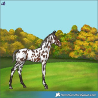 Horse Color:White Spotted Liver Chestnut Mushroom Near Leopard