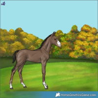 Horse Color:Liver Red Dun