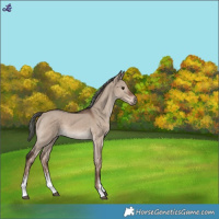 Horse Color:White Spotted Liver Red Dun Mushroom