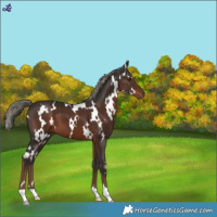 Horse Color:White Spotted Liver Chestnut Mushroom