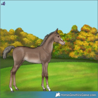 Horse Color:Liver Red Dun Mushroom 