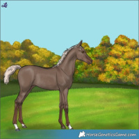 Horse Color:Liver Red Dun Mushroom Rabicano
