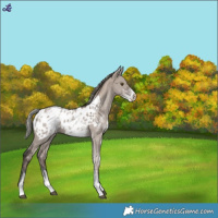 Horse Color:White Spotted Liver Red Dun Mushroom Blanket