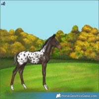 Horse Color:Liver Chestnut Mushroom Appaloosa 