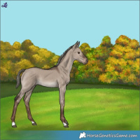 Horse Color:Liver Red Dun Mushroom 