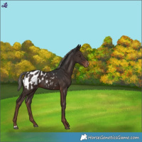 Horse Color:Liver Chestnut Mushroom Blanket Rabicano
