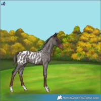 Horse Color:Liver Red Roan Mushroom Near Leopard