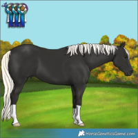 Horse Color:Liver Chestnut Mushroom 