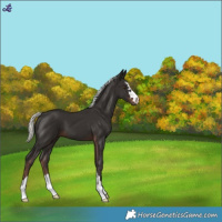 Horse Color:Liver Chestnut Mushroom
