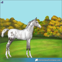 Horse Color:White Spotted Liver Chestnut Mushroom Appaloosa 