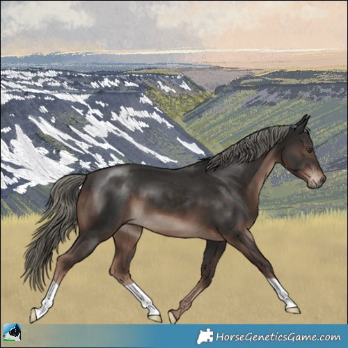 Horse Color:Liver Chestnut Mushroom 