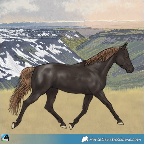 Horse Color:Liver Chestnut