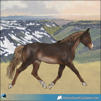 Horse Color:Liver Chestnut Splash Rabicano