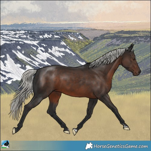 Horse Color:Liver Chestnut Mushroom Rabicano 