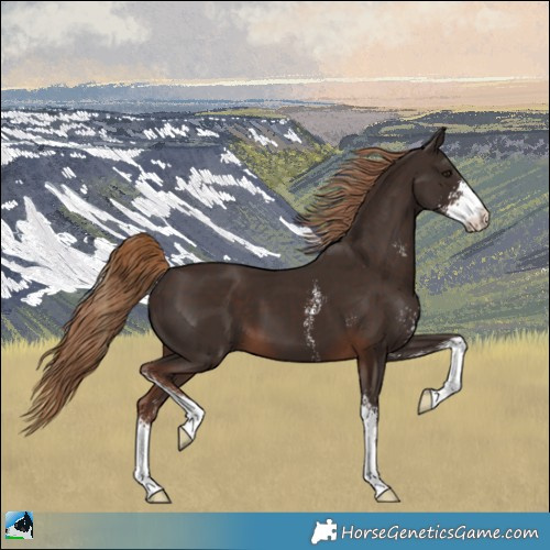 Horse Color:Liver Chestnut Sabino