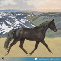 Horse Color:Liver Chestnut Mushroom Rabicano 