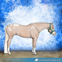 Horse Color:White Spotted Chestnut Splash Varnish 
