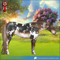 Horse Color:White Spotted Liver Chestnut 