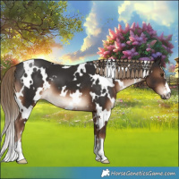 Horse Color:White Spotted Liver Chestnut 