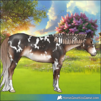 Horse Color:White Spotted Liver Chestnut 