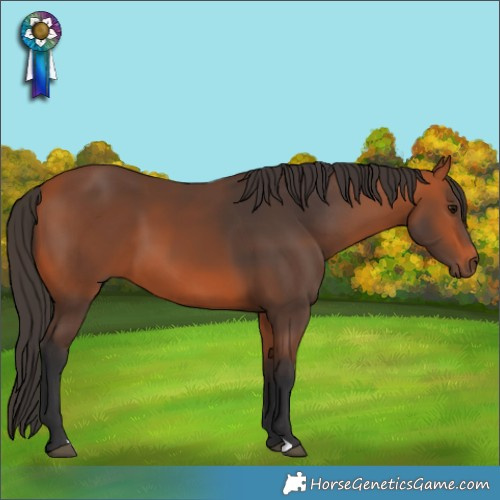 Horse Color:Bay 
