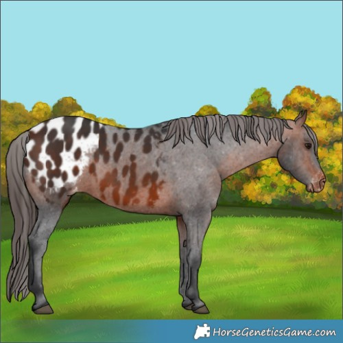 Horse Color:Brown Appaloosa 