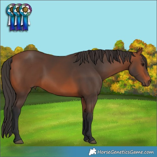 Horse Color:Bay 
