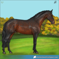 Horse Color:Brown Appaloosa 