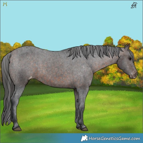 Horse Color:Brown Appaloosa 