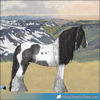 Horse Color:Smoky Black Tobiano Rabicano 