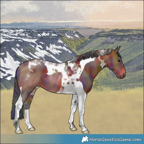 Horse Color:Nacre Bay Tobiano Rabicano