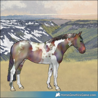 Horse Color:Nacre Bay Tobiano Rabicano 