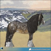 Horse Color:Buckskin Ice Rabicano
